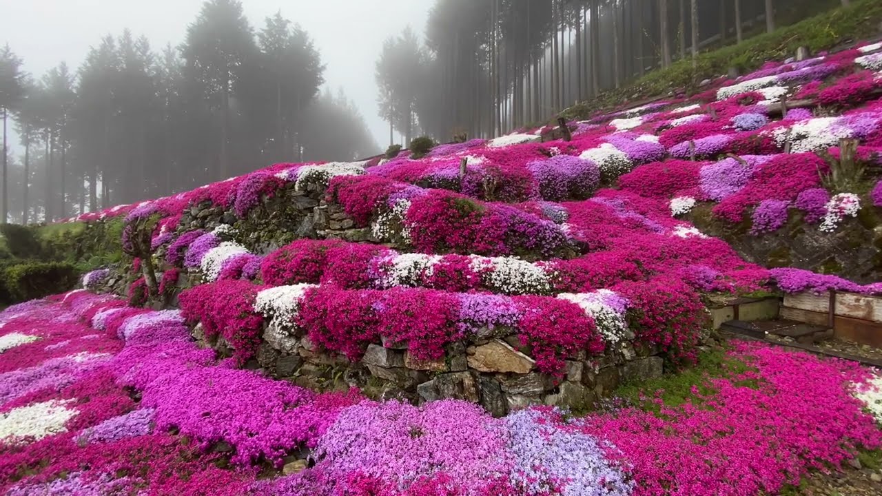 2021/04/12　霧雨絶景！　中津のシバザクラ　満開です！　〜愛媛県久万高原町〜