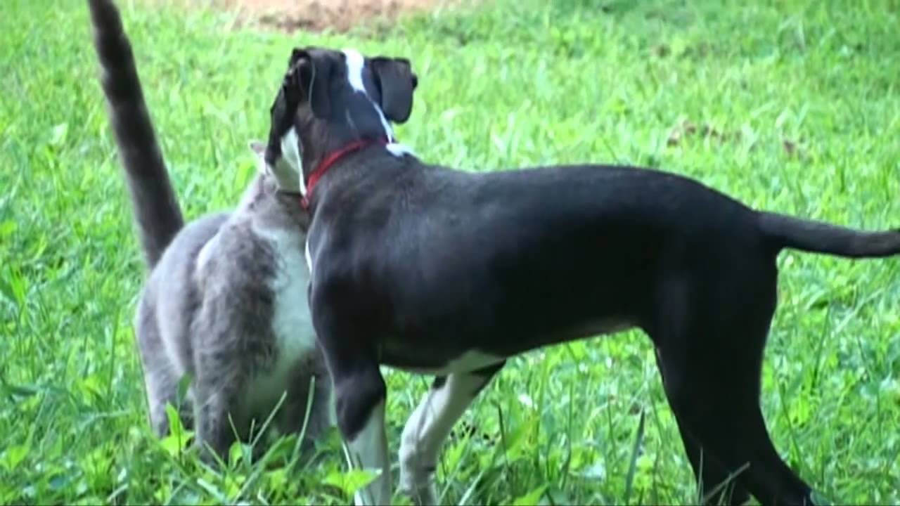 Dog and Cat 