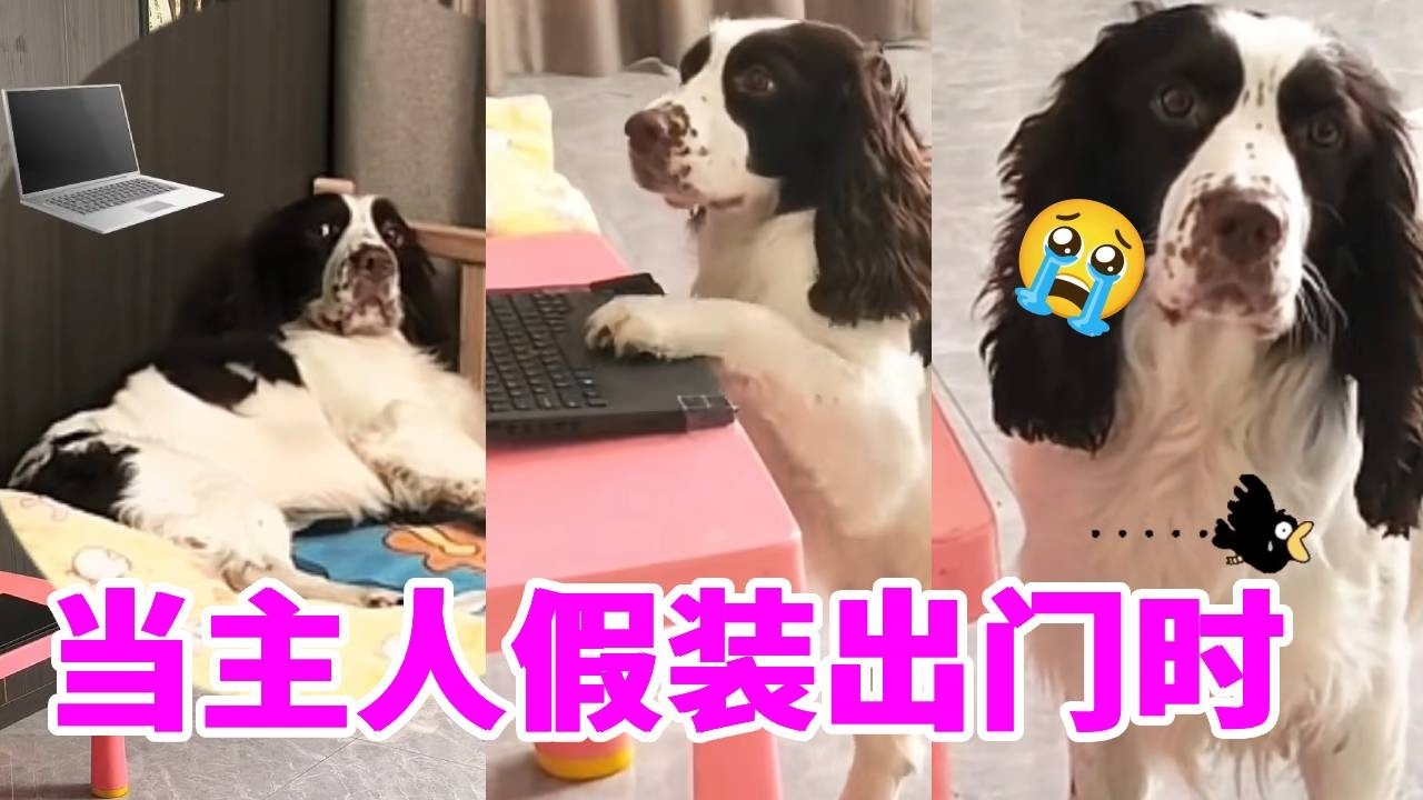 主人假装离家，狗子当场放飞自我，尴尬瞬间拉满！#狗子日常 #动物的迷惑行为 #狗狗故事 #史宾格