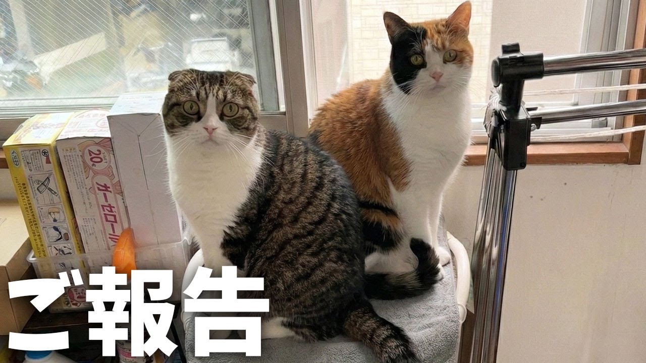 ご報告、ぽこ太郎の奥さんと息子猫の近況について。
