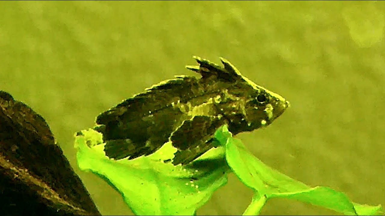 El pez escorpión de agua dulce (Neovespicula depressifrons) Ficha Técnica