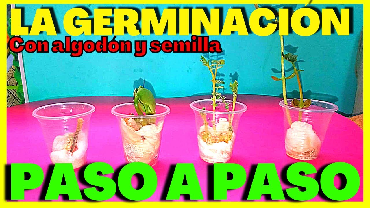 🌱Como GERMINAR UNA SEMILLA con ALGODÓN PASO A PASO🌱😊