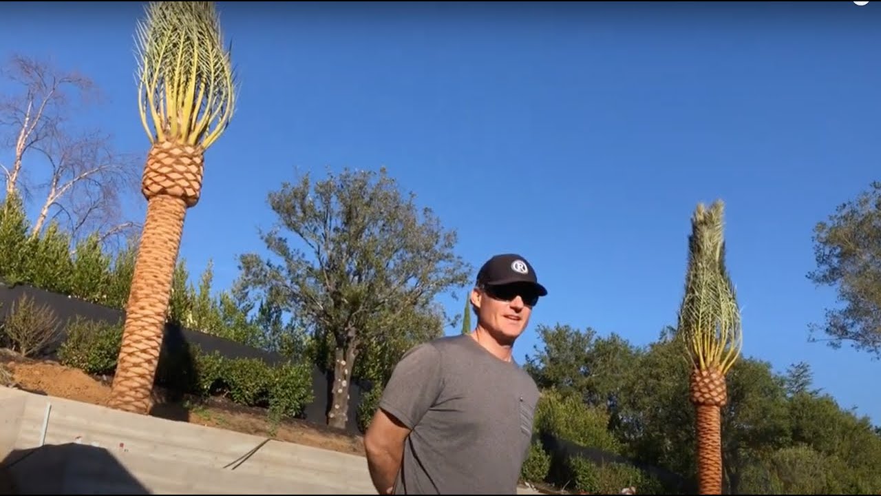 Male Phoenix dactylifera Date Palm Installation.