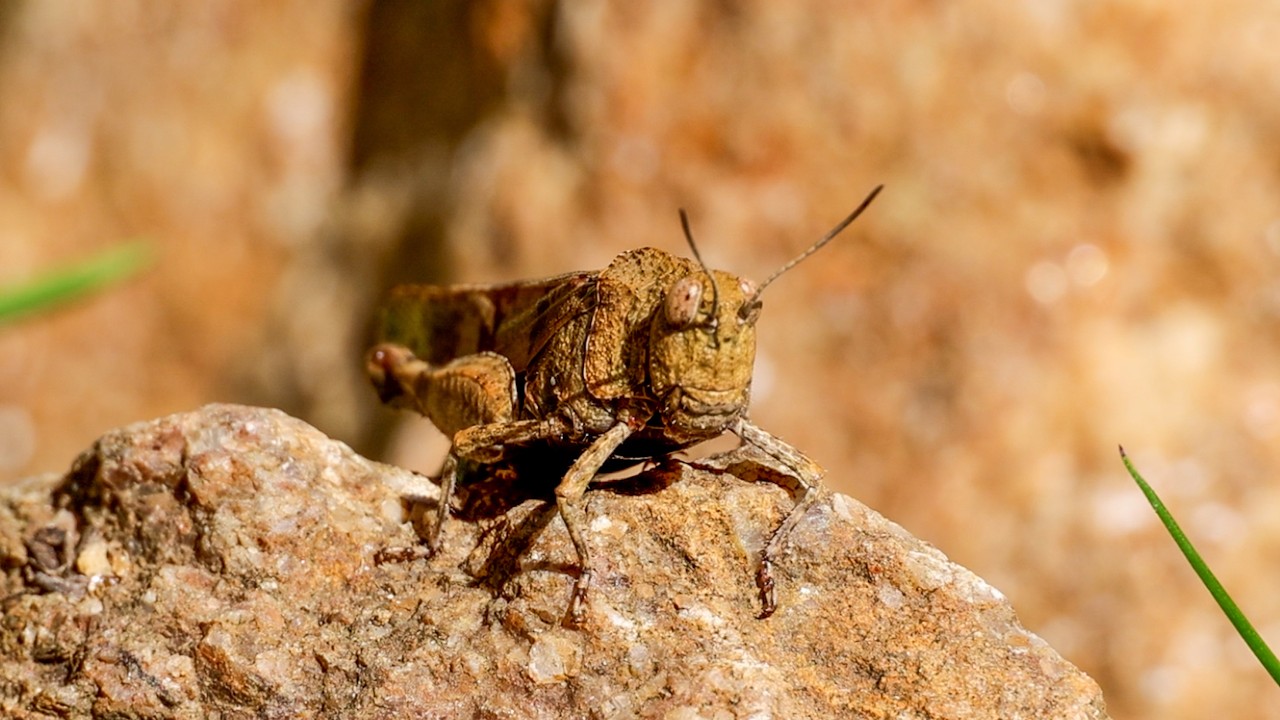 Rocky Slope - A Paradise for the Blue-winged Grasshopper