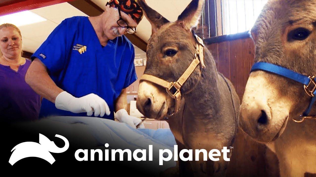 Veterinários na estrada | Veterinário das montanhas | Animal Planet Brasil