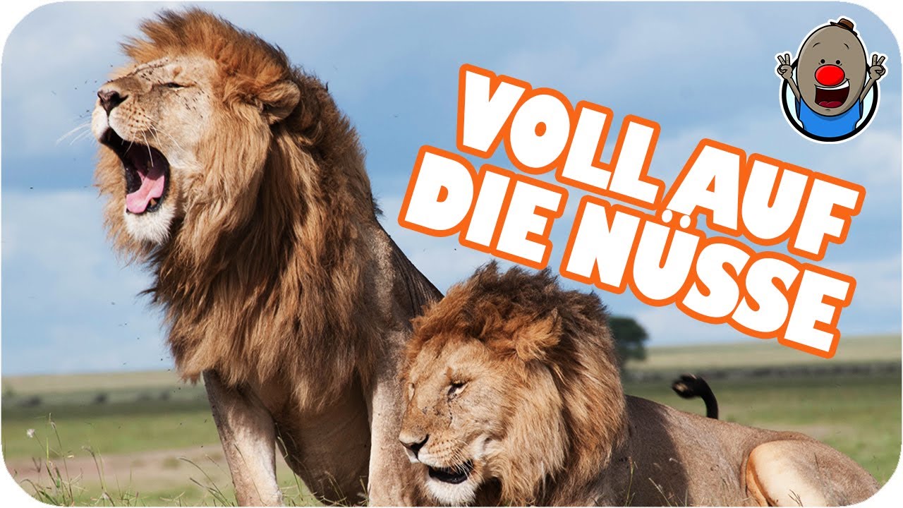 Wenn Tiere sprechen k&ouml;nnten 6 | Voll auf die N&uuml;sse
