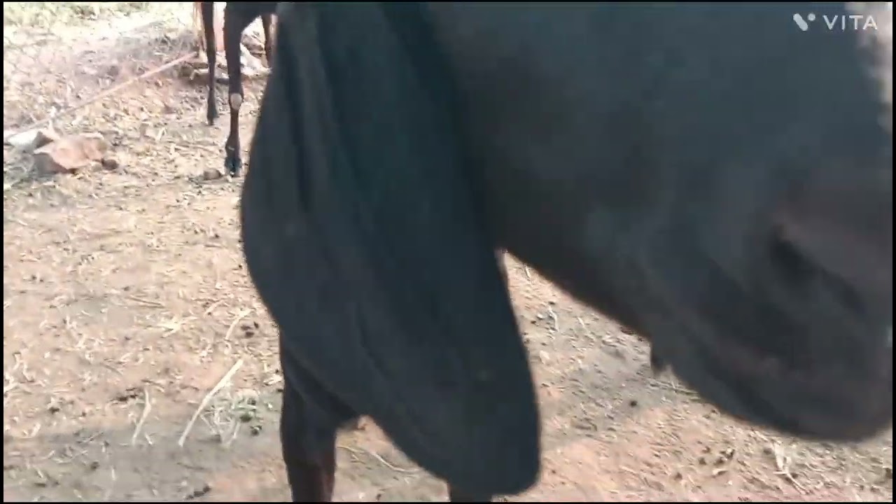 देशी गावरान पिल्ली साडेतीन महिन्याची क्वालिटी पाहू शकता #dairyfarm #goatfarming #cow #colonelkkjϟ #v