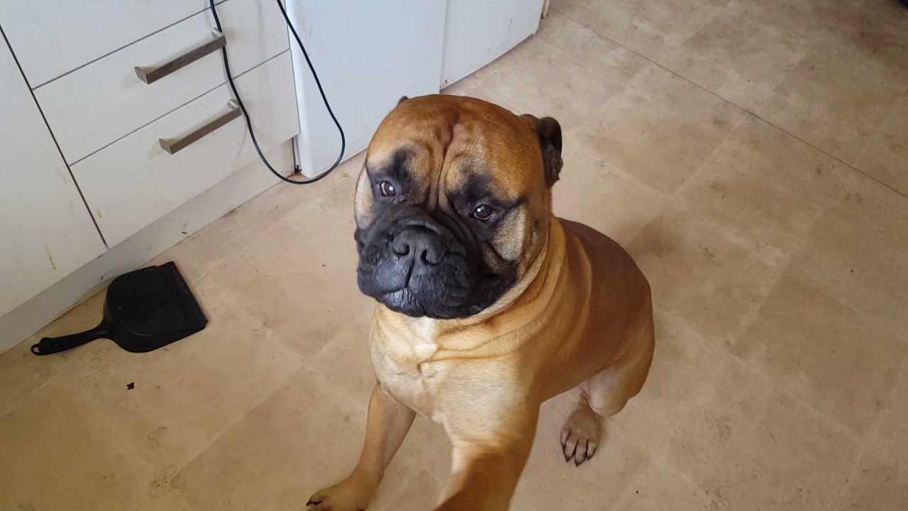 Bullmastiff obedience
