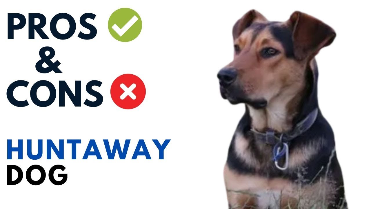 Huntaway Dog Pros and Cons | Huntaway Dog  Advantages and Disadvantages