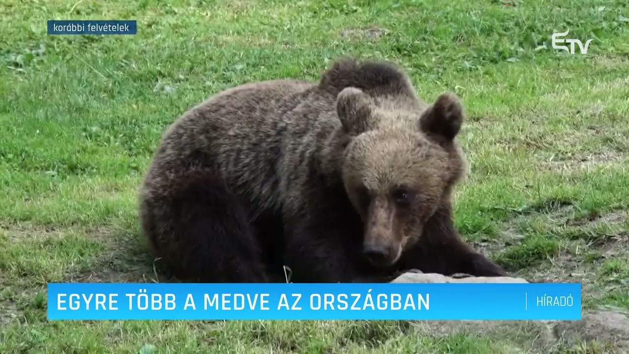 Egyre több a medve az országban – Erdélyi Magyar Televízió