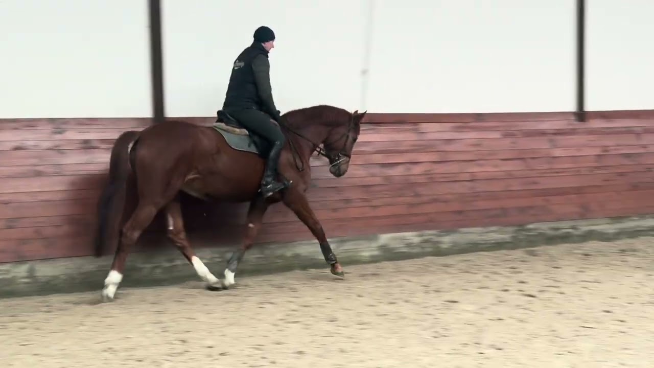 Ricotta 5yo mare Chassot x Neos vant Vossenhof Z 
