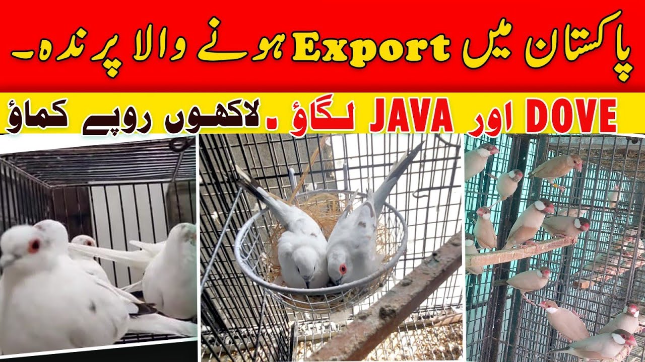 High quality Breeding setup of diamond pied dove and fawn java
