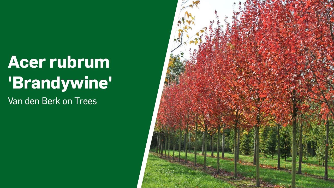Acer rubrum 'Brandywine' - Van den Berk on Trees