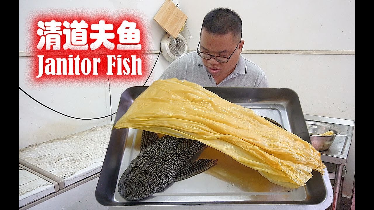 今天不吃河豚，吃清道夫鱼，網友：肥仔的胃好强大