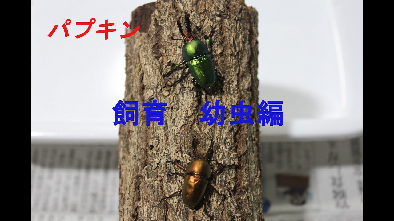 パプキン 幼虫 飼育編