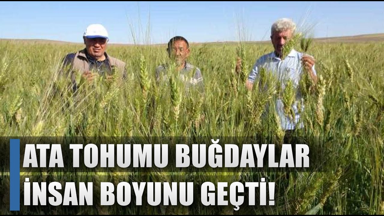 Ata Tohumu Buğdayla 3 Katı Verim Aldı! İnsan Boyunu Geçti / AGRO TV HABER