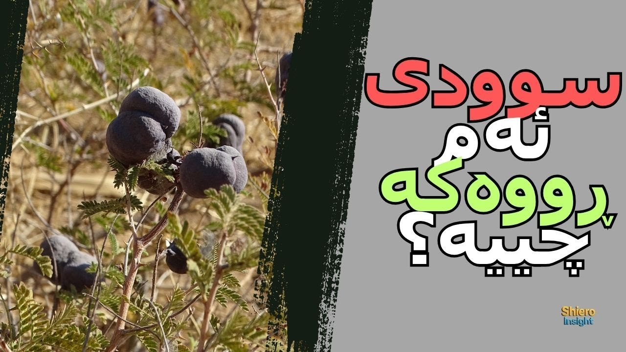 سوودەکانی خڕنووک چییە؟
