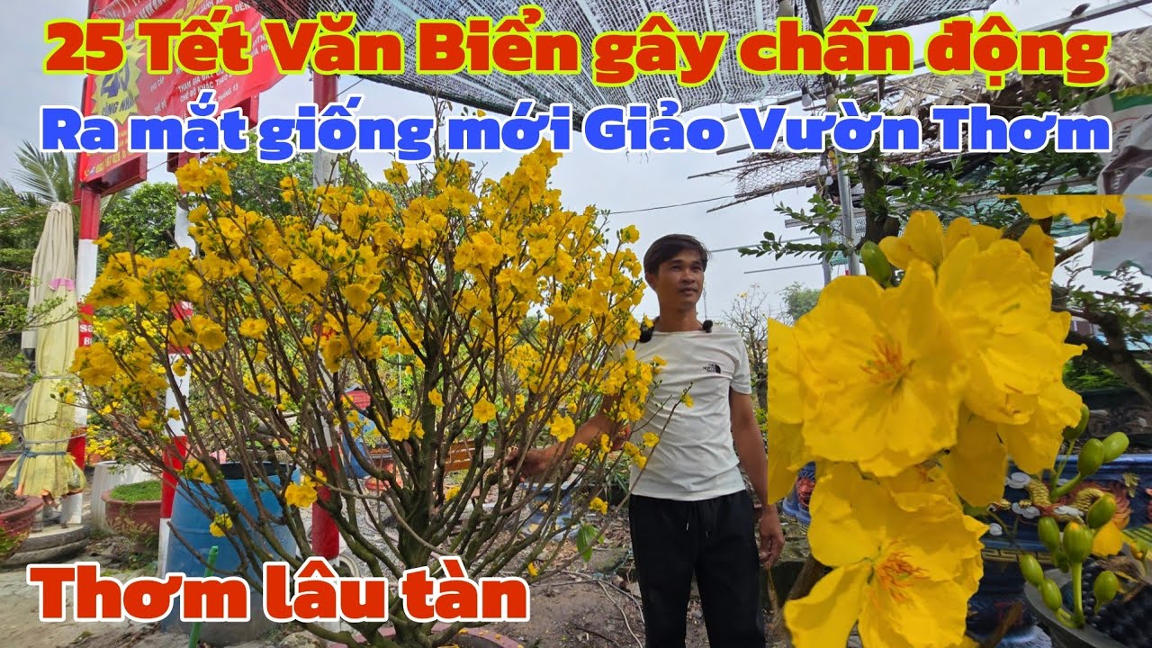 25 Tết Văn Biển gây chấn động test full cây Mai đột biến đặt tên Giảo Vườn Thơm
