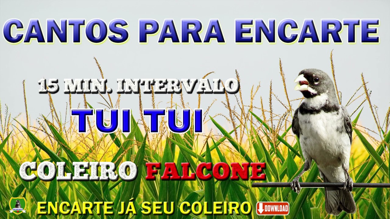 COLEIRO FALCONE - TUÍ TUÍ FIBRA - (1 HORA DE CANTO E 15 MIN. DE INTERVALO)