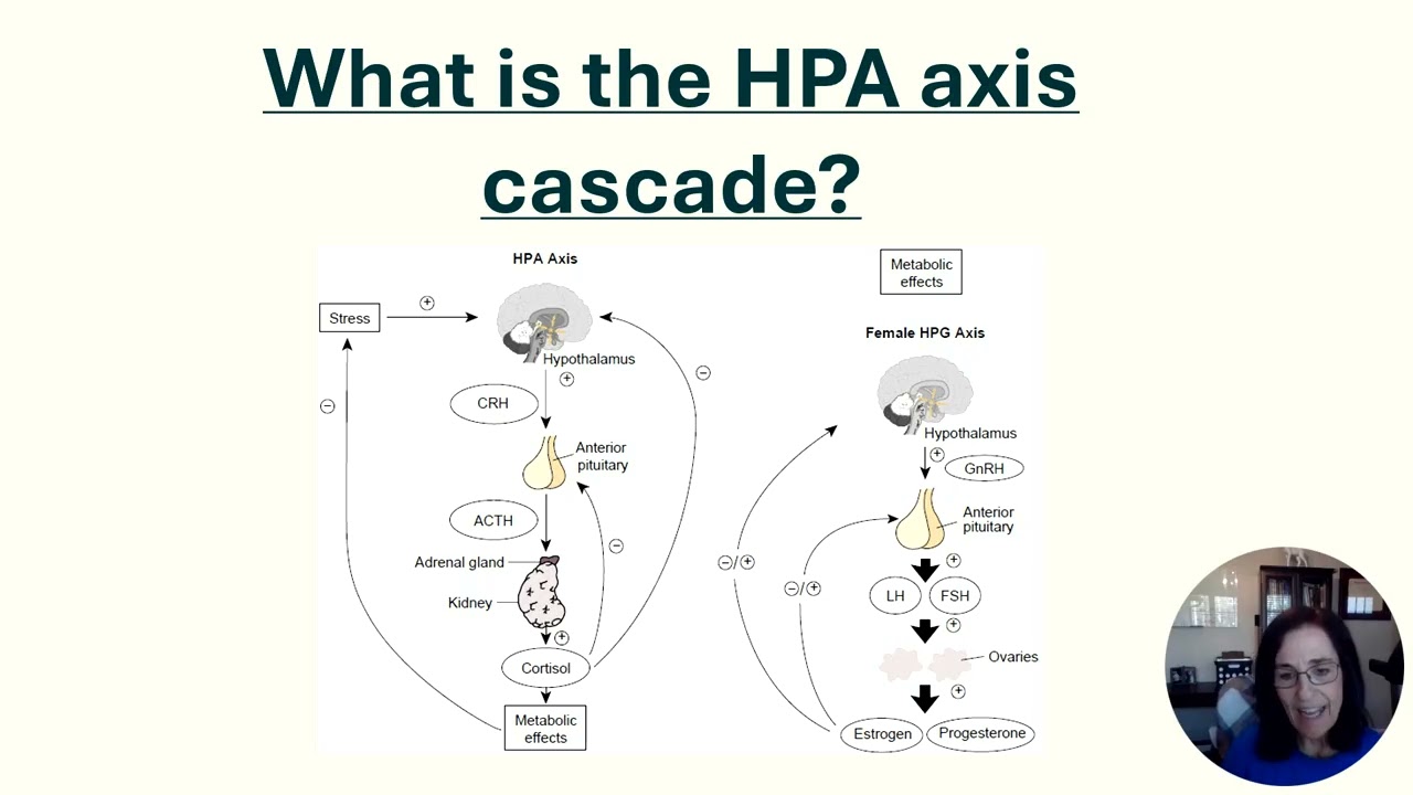 Week 2 Video HPA Axis Shelly Klimp