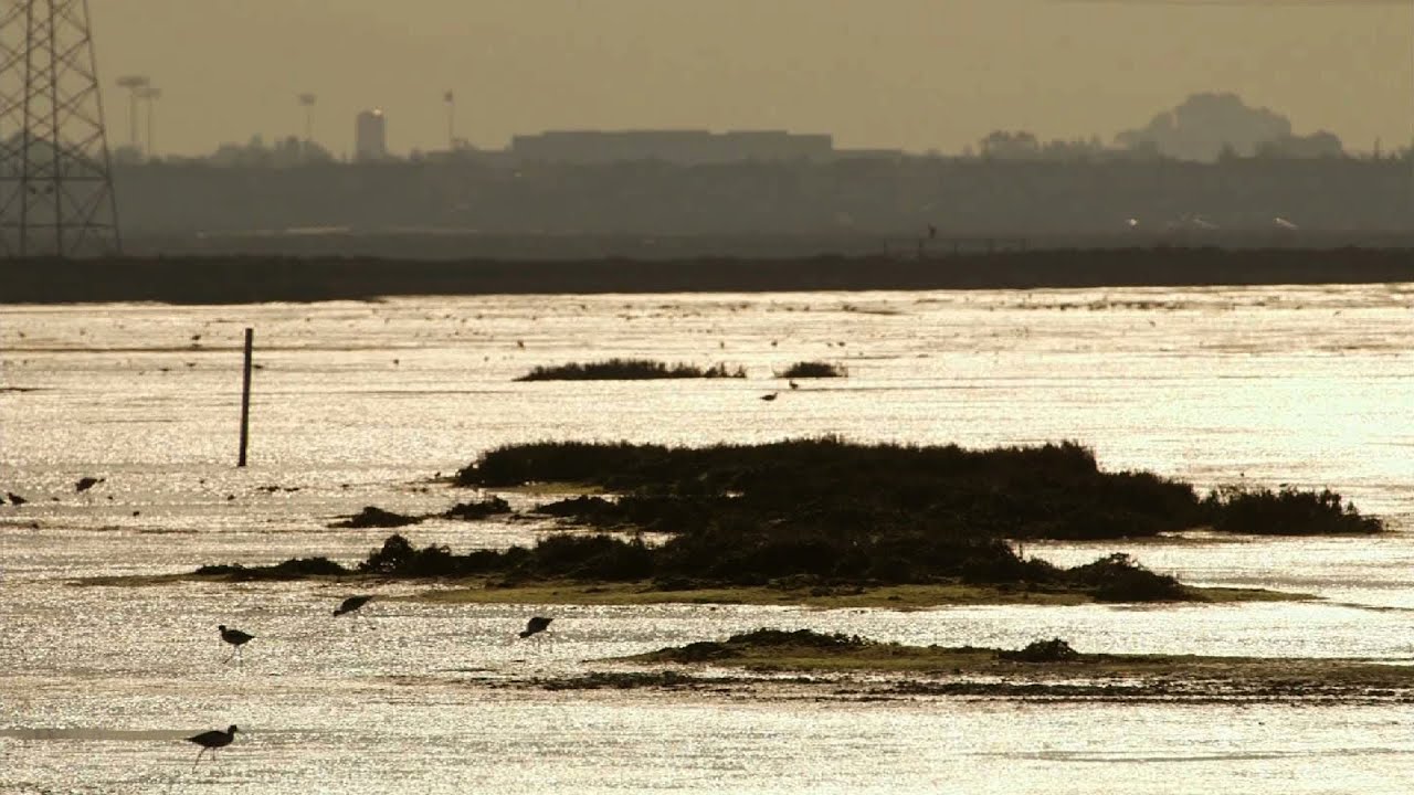 Restored wetlands welcome wildlife around San Francisco Bay
