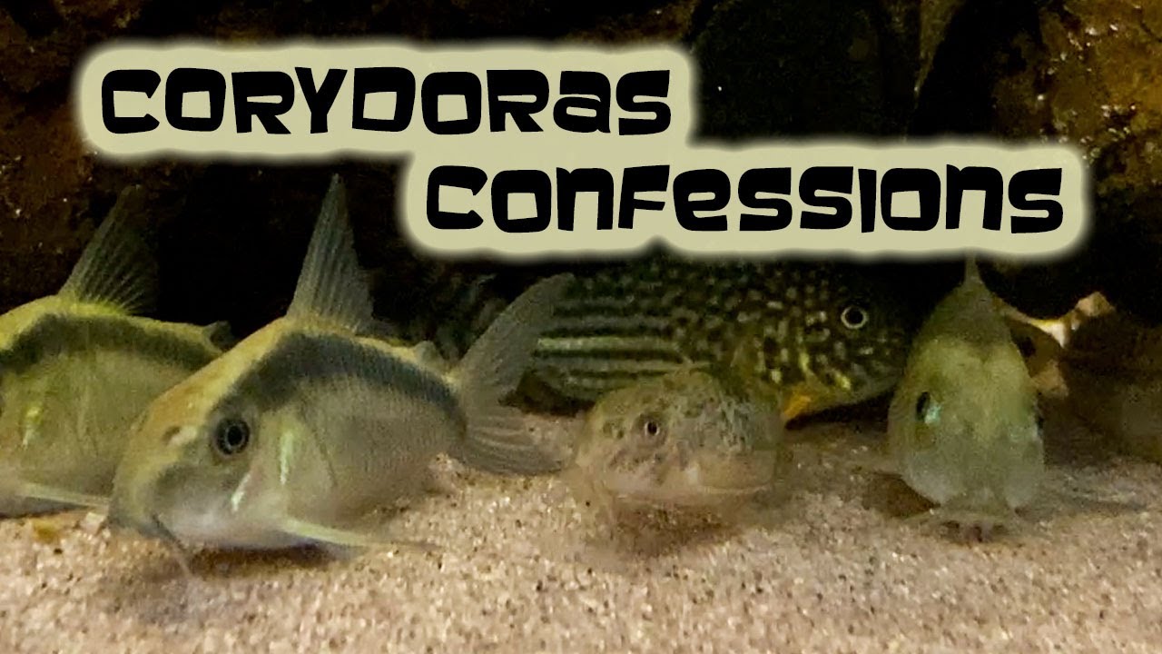 Corydoras confessions: a visit with a Corydoras breeder
