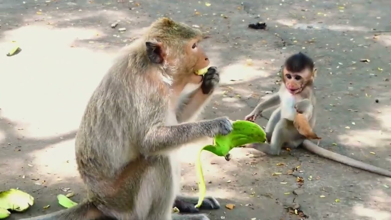💔 Oh God, Help Baby Mila! Mother Malika Cruelly Weans Her by Force