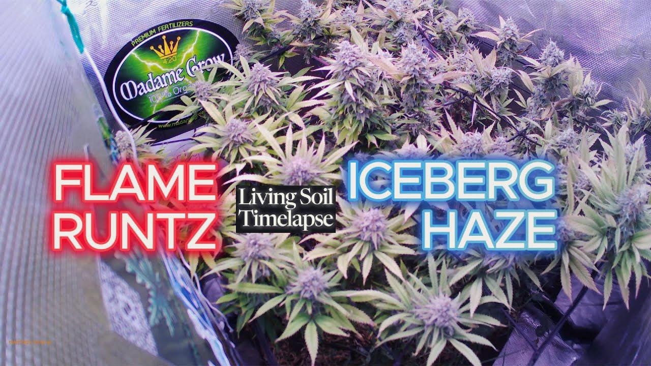 From seed to Harvest Timelapse // Iceberg Haze x Flame Runtz Triploid im 50x50 Living Soil Mini Beet