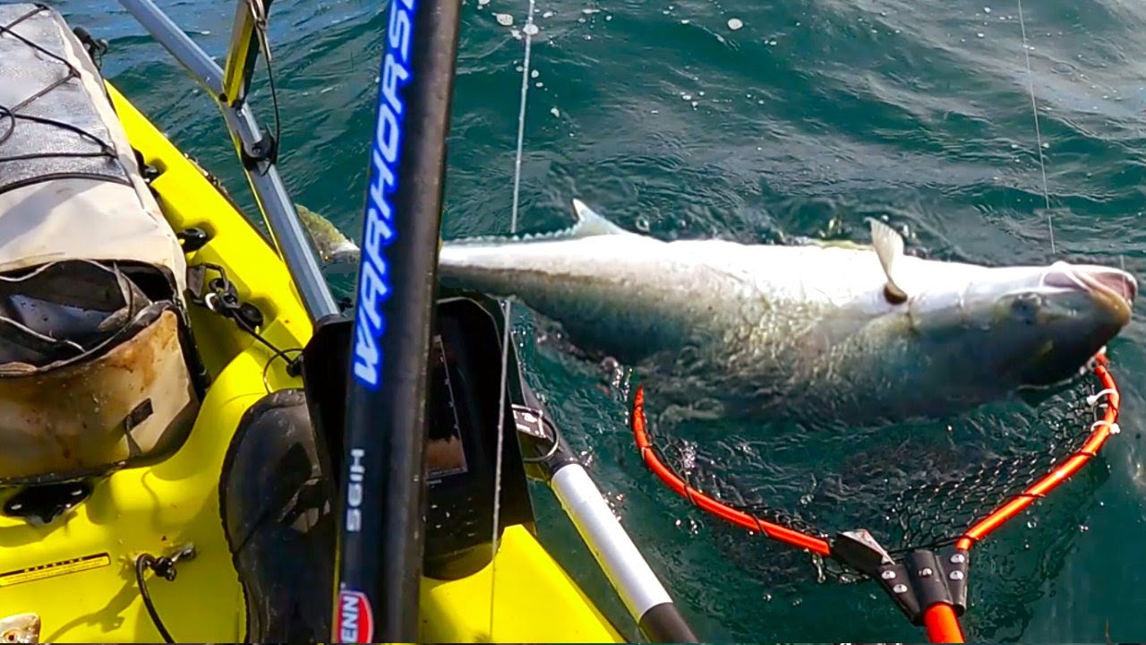 Рыбалка с каяка в Портленде, Виктория, Kingfish & Trevally Chaos