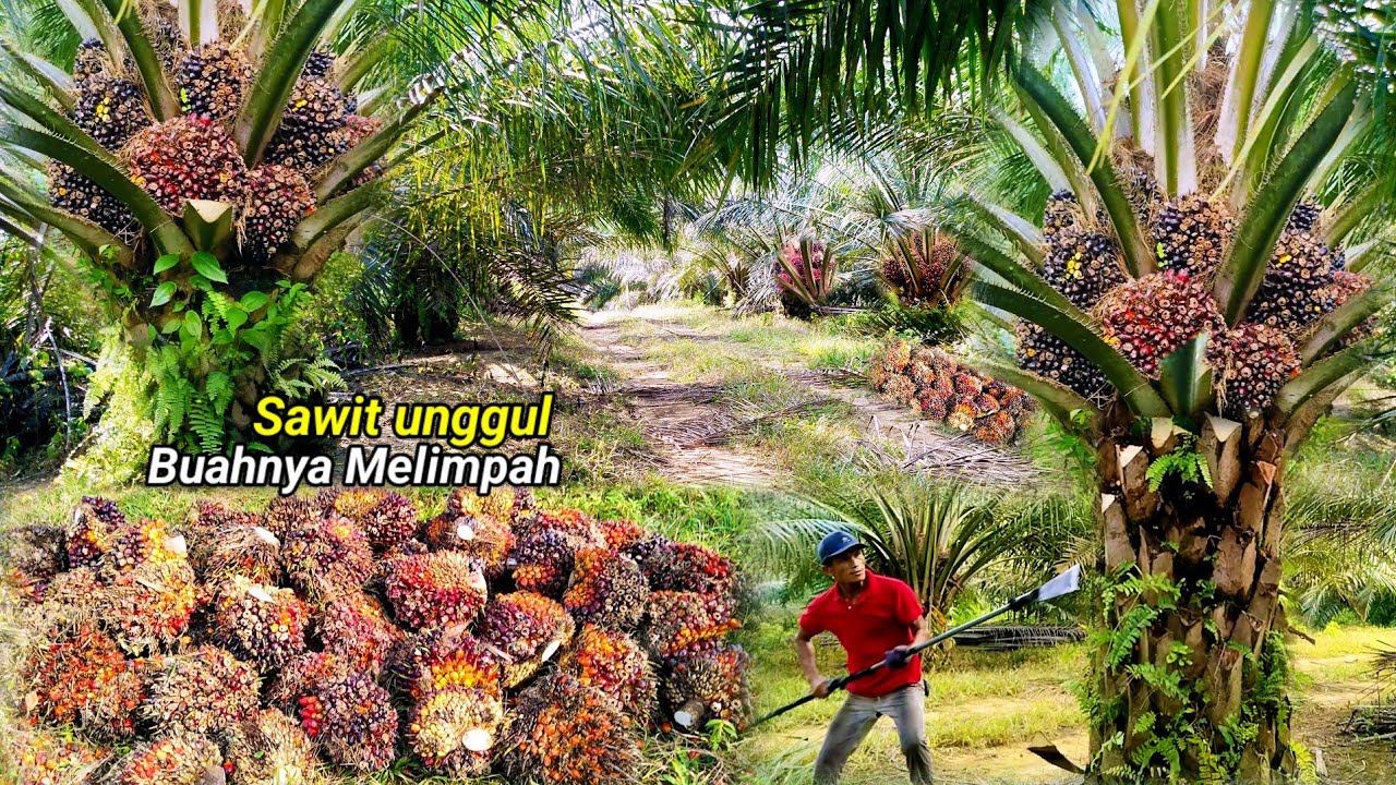 Ada Yang Iri.! Kebun Sawit Yg Saya Panen Banyak Buah Hasil Melimpah