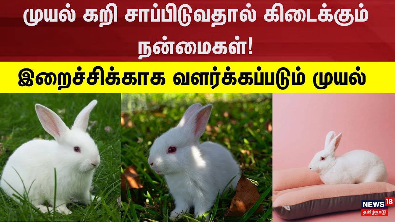Rabbit Meat | முயல் கறி சாப்பிடுவதால் கிடைக்கும் நன்மைகள்! - இறைச்சிக்காக வளர்க்கப்படும் முயல்
