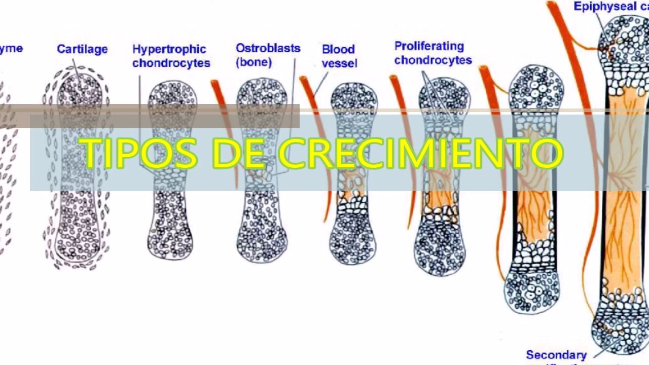 tejido cartilaginoso fibroso