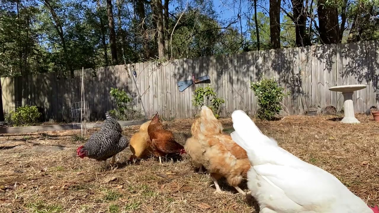Backyard Chickens- Snack Time #chicken #backyardchickens #animals #asmr #relax #simple #relaxing 