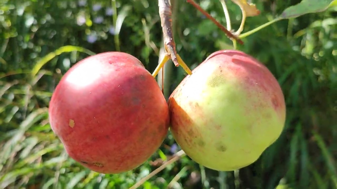 Jonagold Apfel Sorte Ernte Apfelsorte 🍎 🍏