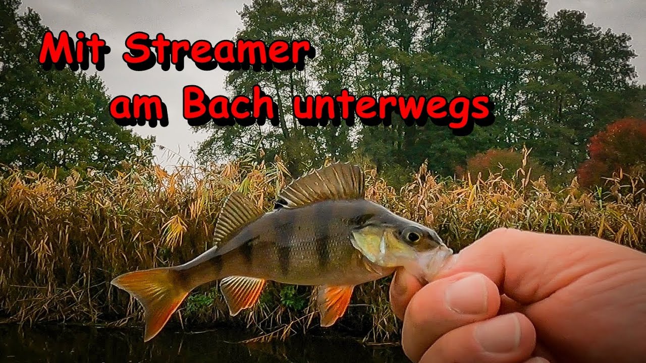 Fliegenfischen in MV - Mit Streamer am Bach unterwegs