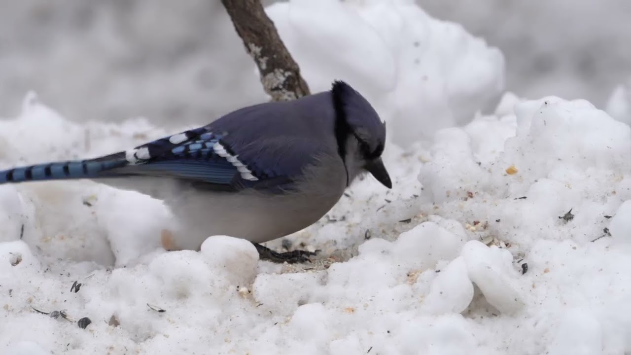 Blue Jay