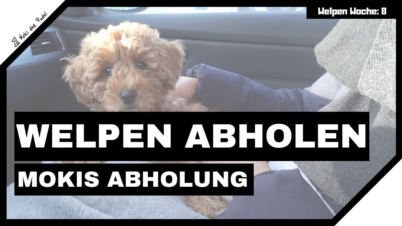 Welpen Abholen vom Züchter - Moki der Zwergpudel wird abgeholt