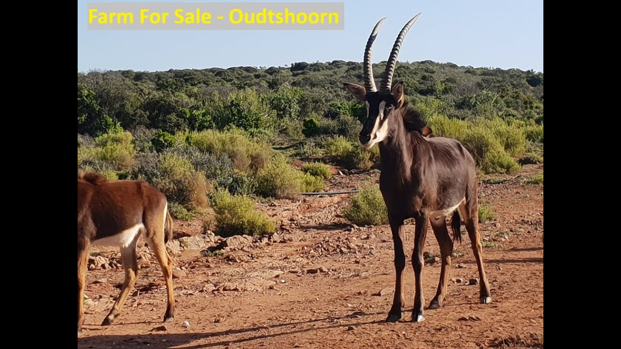 Lifestyle Farm For Sale - Oudtshoorn