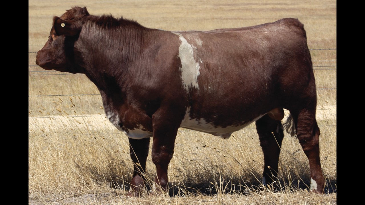 LOT 14 BELMORE TREMAIN V198