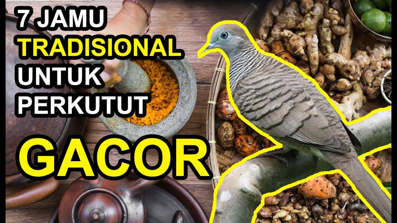 7 JAMU TRADISIONAL Burung Perkutut Agar Lebih Cepat Gacor dan Manggung