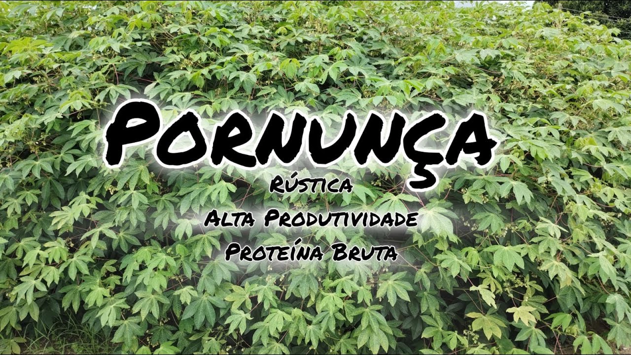 PORNUNÇA