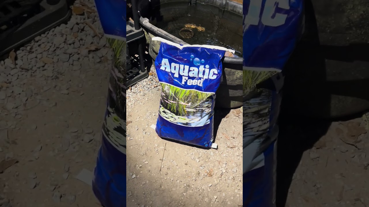 New fish food #godfirst #aquascapegallery #aquascape #fishtank #babyshrimp #comment #subscribe