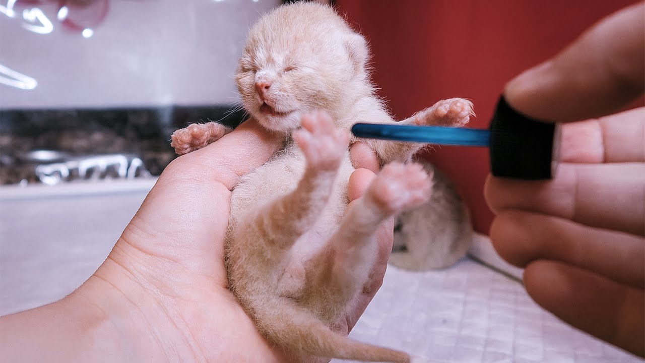 I Tried to Help the Kittens… and I Might Have Made Things Worse 💔Subtitles
