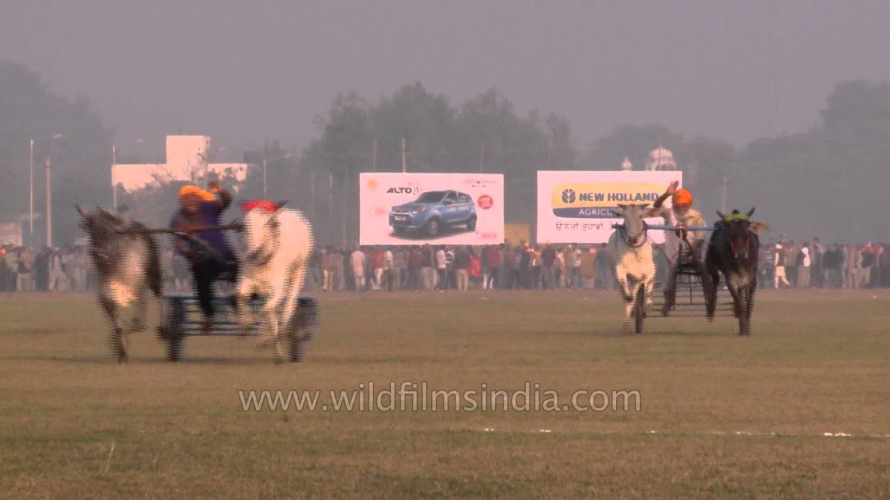 Amazing traditional sports, Bullock cart race : Ludhiana, Punjab