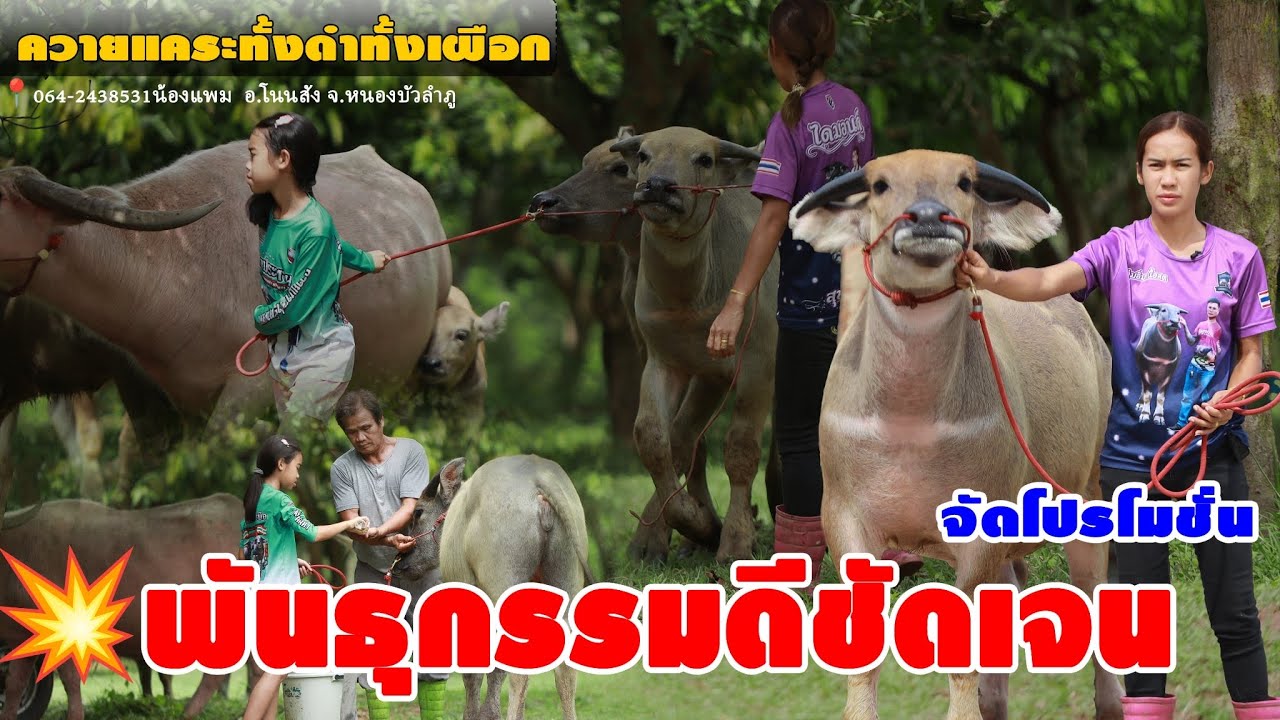 💥จัดโปร ควายแคระ,ควายสาวพันธุกรรมดี064-2438531น้องแพม  อ.โนนสัง จ.หนองบัวลำภู
