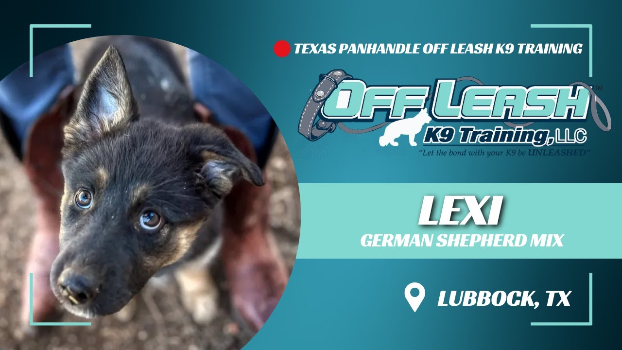 Lexi, The 11 Week Old GSD Mix | Puppy Board and Train | Best Dog Trainers in Lubbock Texas
