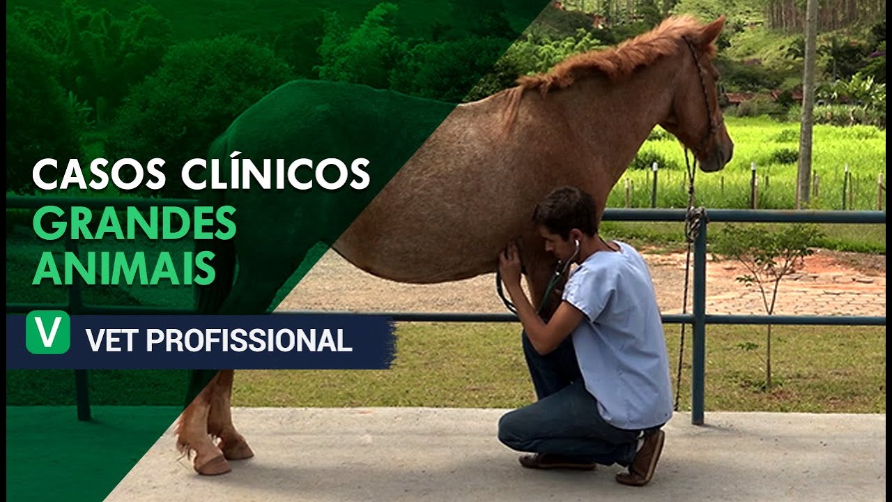 Casos Clínicos Grandes Animais l VET Profissional