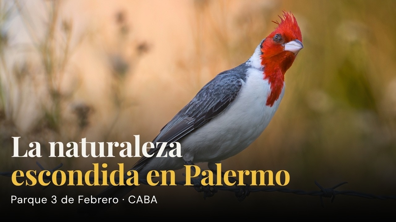 Aves en plena ciudad: mucho más de lo que imaginás