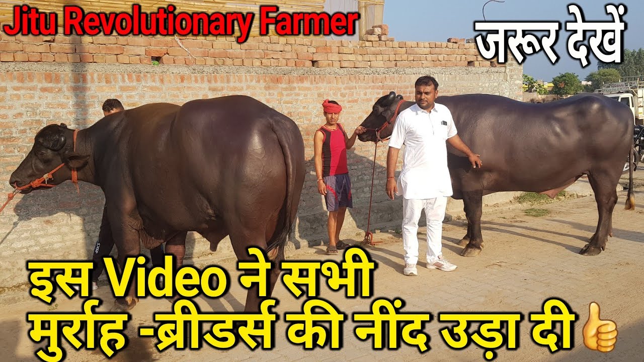 👍Monvir Kundu Sir ने किसान हित मे की ऐसी घोषणा - सभी ब्रीडरों की नींद उड़ गयी.👍Free Semens👍