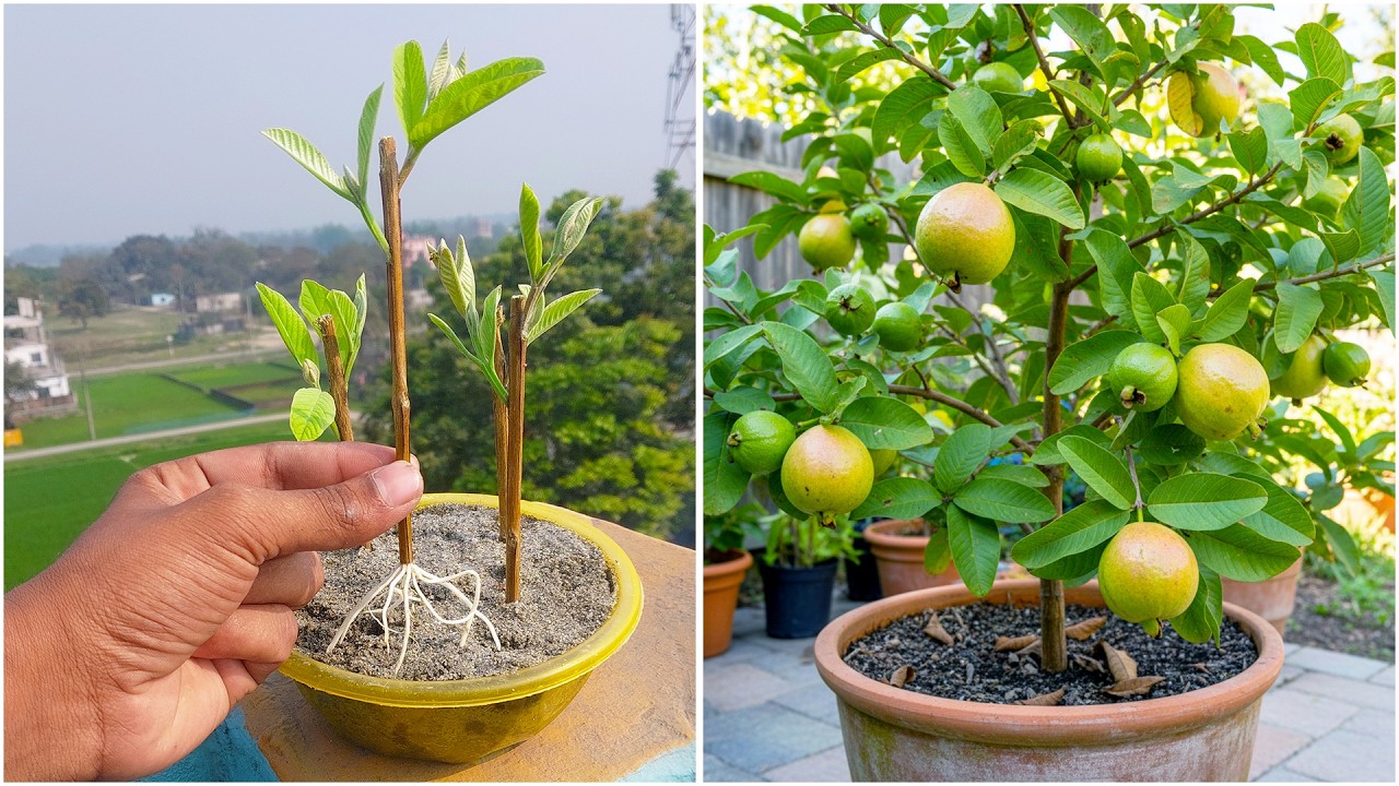 घर पर तने से अमरूद का पौधा उगाना | तना पौधे में बदल जाता है